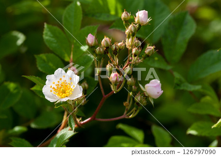 Wild rose flowers on the Shinano River and Yasuragi Embankment 126797090