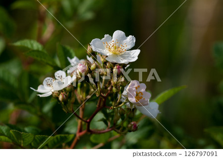 信濃川和安良木堤岸上的野玫瑰花 126797091