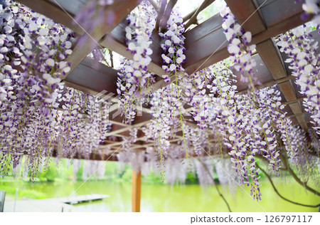  Wisteria flowers 126797117