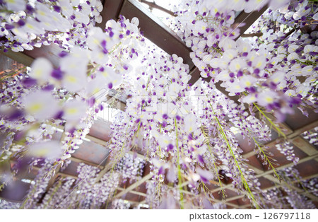  Wisteria flowers 126797118