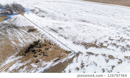 Overhead view of a cattle feedlot in the winter with snow on the ground. 126797364