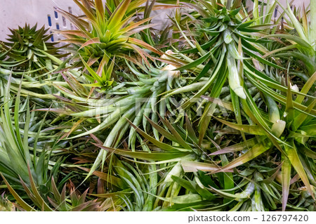 Cut and removed tops from a pineapples production facility in a tote bin 126797420