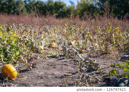 School Class field trip to a pumpkin patch in the fall 126797421