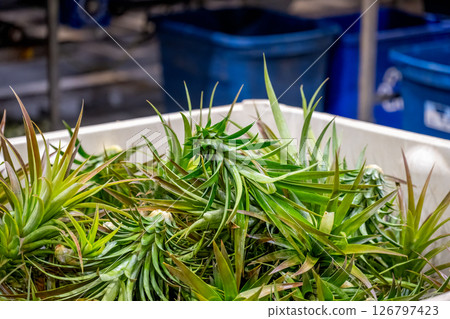 Cut and removed tops from a pineapples production facility in a tote bin 126797423
