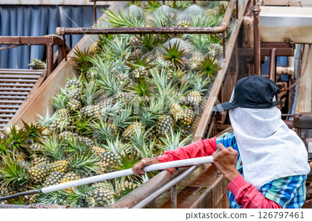 Worker sorting Pineapples at a production facility being washed after harvest and moved on a conveyor belt 126797461