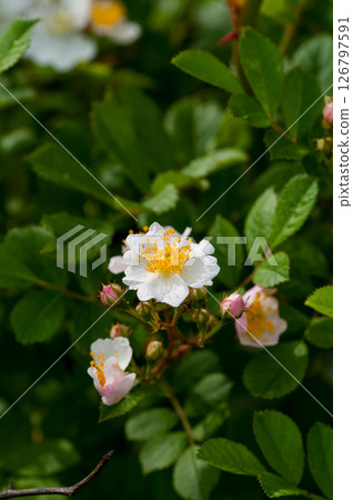 Wild rose flowers on the Shinano River and Yasuragi Embankment 126797591