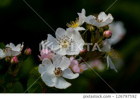 Wild rose flowers on the Shinano River and Yasuragi Embankment 126797592