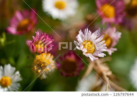 Eligeron (Genpei Kogiku) 126797644