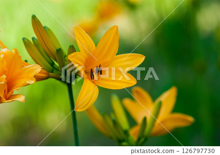 芝麻花 126797730