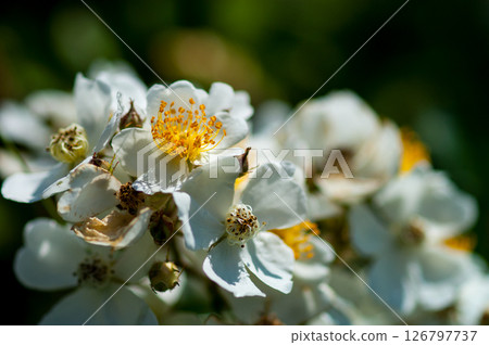 Wild rose flowers on the Shinano River and Yasuragi Embankment 126797737