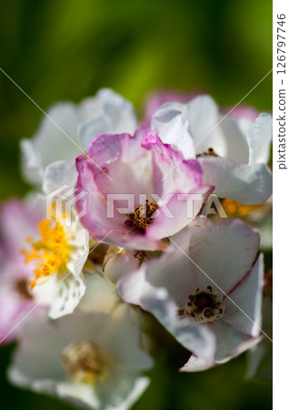 Wild rose flowers on the Shinano River and Yasuragi Embankment 126797746