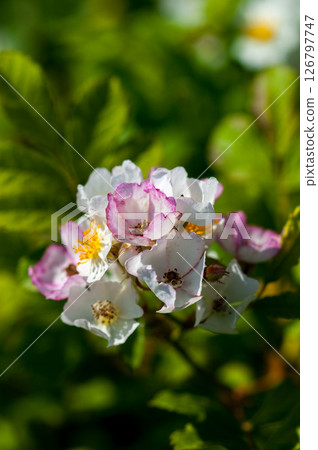Wild rose flowers on the Shinano River and Yasuragi Embankment 126797747