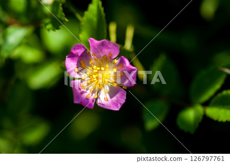 信濃川和安良木堤岸上的野玫瑰花 信濃川和安良木堤岸上的野玫瑰花 126797761