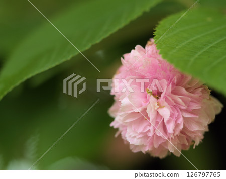 The beautiful cherry blossoms of Kenrokuen Kikuzakura bloomed in May. The beautiful cherry blossoms of Kenrokuen Kikuzakura bloomed in May. 126797765
