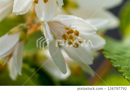 Shinano River, Yasuragi Embankment, Utsugi / Unohana 126797792