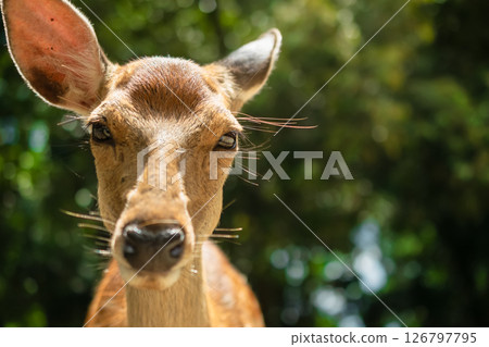 Close-up of a deer in Nara Park in summer 126797795