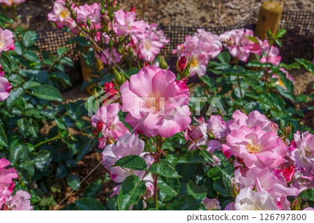 粉紅色的漸層玫瑰盛開，在陽光下閃閃發光。 126797800