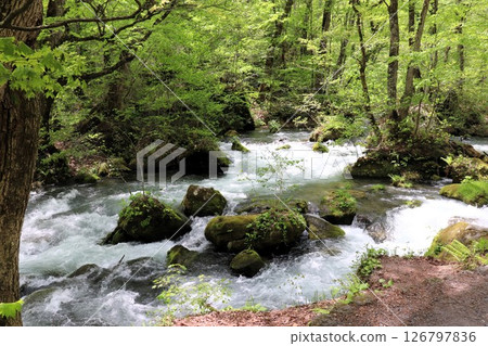 Fresh green Oirase Stream, Ashura Stream, Aomori Prefecture 126797836
