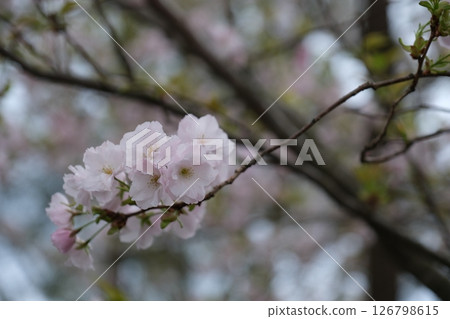 盛開的櫻花 126798615
