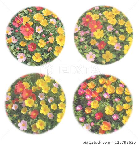 Four types of portulaca transparent PNG for background 126798629