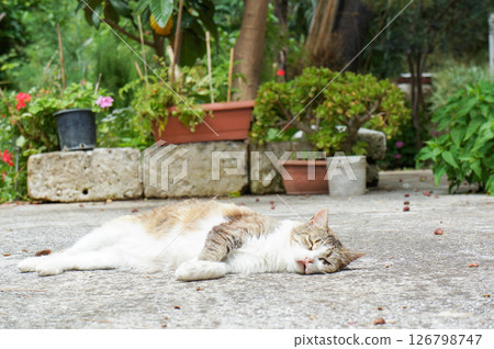A cat who finds everything too much trouble and falls asleep on the asphalt A cat who finds everything too much trouble and falls asleep on the asphalt 126798747