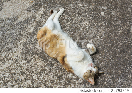 A cat sleeping comfortably on the ground 126798749