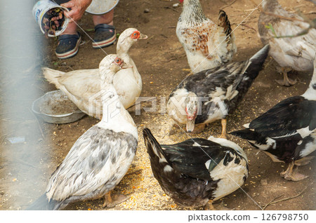 Feeding a flock of chickens kept at home 126798750