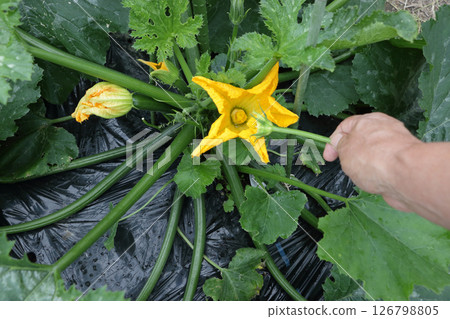 Zucchini Hybridization Zucchini Hybridization 126798805