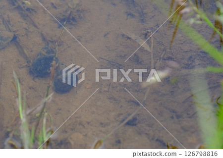 Snails in the rice field 126798816