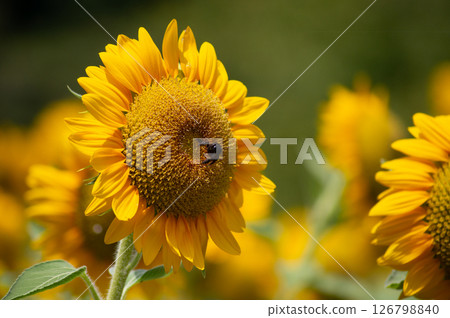 Invasive species of the Taiwan bamboo carpenter bee and a sunflower field. A close-up photo of a yellow sunflower and a bee. Invasive species of the Taiwan bamboo carpenter bee and a sunflower field. A close-up photo of a yellow sunflower and a bee. 126798840