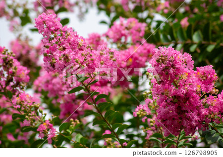 Pink-blooming Crape Myrtle flowers and distinctive bark 126798905