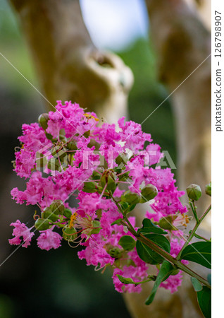 Pink-blooming Crape Myrtle flowers and distinctive bark 126798907