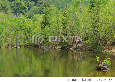 Norikura Plateau in early summer 126798937