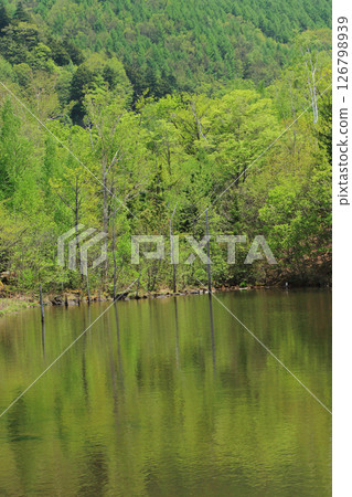 Norikura Plateau in early summer 126798939