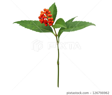 千花 千花 126798962