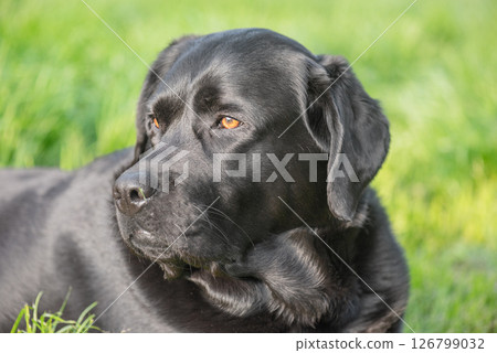 A black Labrador Retriever dog is lying on green grass. 126799032