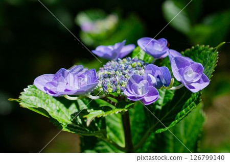 寶石般的繡球花（藍紫色）花蕾和花朵的特寫 126799140