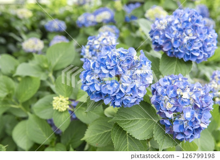 Beautiful blue hydrangea flowers blooming in the rainy season in June 126799198