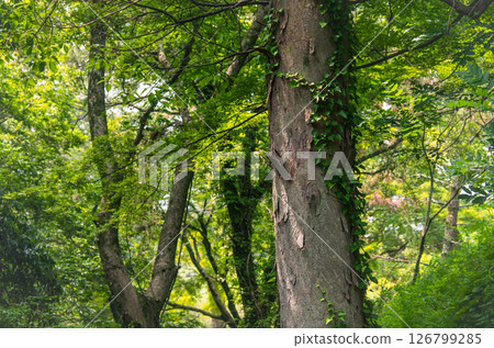 常春藤覆蓋的樹木景觀 126799285