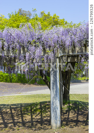 Beautifully blooming wisteria flowers in the park, Hago Rinkai Park, Tottori Prefecture 126799326