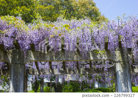 Beautifully blooming wisteria flowers in the park, Hago Rinkai Park, Tottori Prefecture Beautifully blooming wisteria flowers in the park, Hago Rinkai Park, Tottori Prefecture 126799327