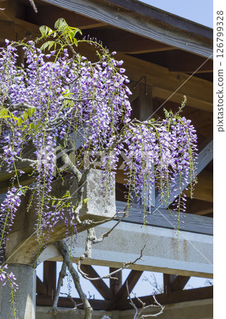 Beautifully blooming wisteria flowers in the park, Hago Rinkai Park, Tottori Prefecture Beautifully blooming wisteria flowers in the park, Hago Rinkai Park, Tottori Prefecture 126799328