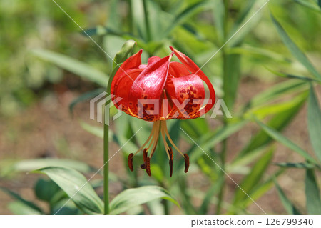 Sapporo Flower Famous Place Yurigahara Park Flower Park Sapporo Flower Famous Place Yurigahara Park Flower Park 126799340