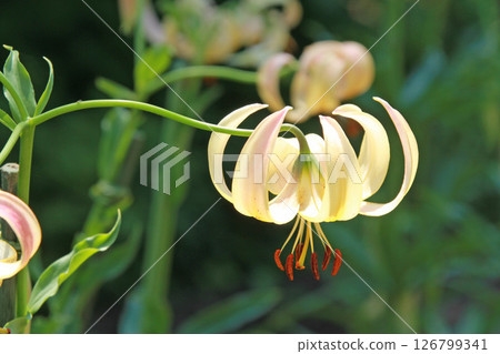 Sapporo Flower Famous Place Yurigahara Park Flower Park 126799341