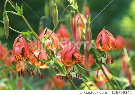 Sapporo Flower Famous Place Yurigahara Park Flower Park Sapporo Flower Famous Place Yurigahara Park Flower Park 126799343