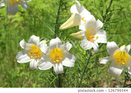 Sapporo Flower Famous Place Yurigahara Park Flower Park Sapporo Flower Famous Place Yurigahara Park Flower Park 126799344