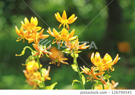 Sapporo Flower Famous Place Yurigahara Park Flower Park 126799345