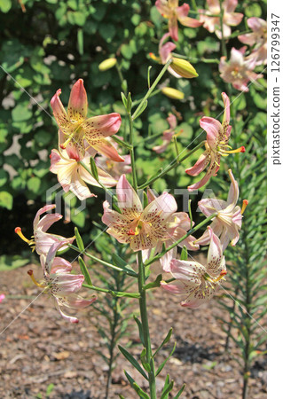 札幌花卉名勝湯原原公園花卉公園 札幌花卉名勝湯原原公園花卉公園 126799347