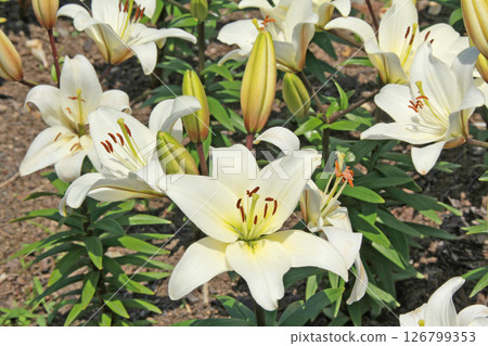 札幌花卉名勝湯原原公園花卉公園 126799353