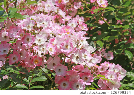 Sapporo Flower Famous Place Yurigahara Park Flower Park Sapporo Flower Famous Place Yurigahara Park Flower Park 126799354